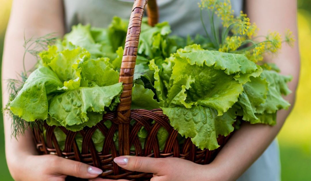 Máster en Agroecología, Desarrollo Rural y Agroturismo: cultivando un futuro sostenible